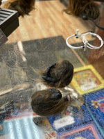 Chewbacca MMS262 1/6 (Star Wars, Hot Toys) NO STAND